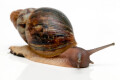 Archachatina porphyrostoma Nigeria B juvenil, 4 cm